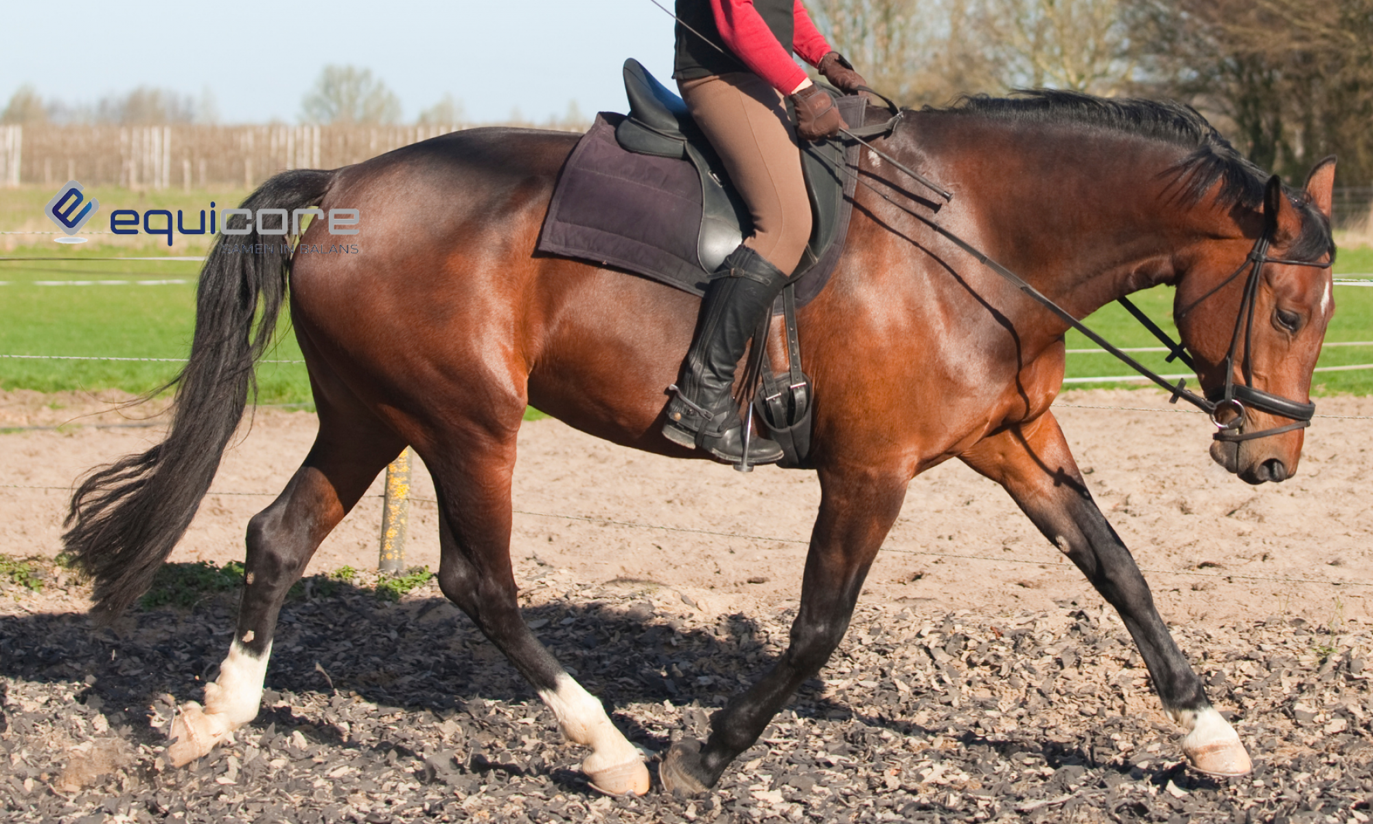 Equicore Therapie en training voor paard en ruiter